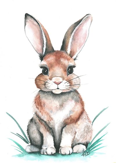 Baby Rabbit